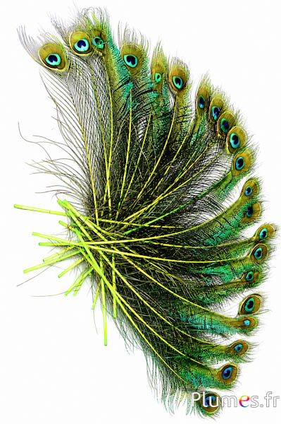 Pauw blauw zwaard - 25-35 cm - limoen